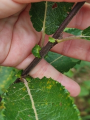 Salix aurita