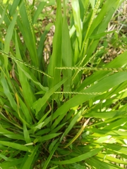 Paspalum langei