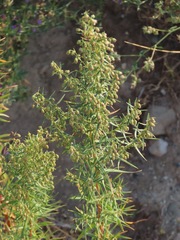Artemisia biennis