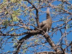 Corythaixoides concolor