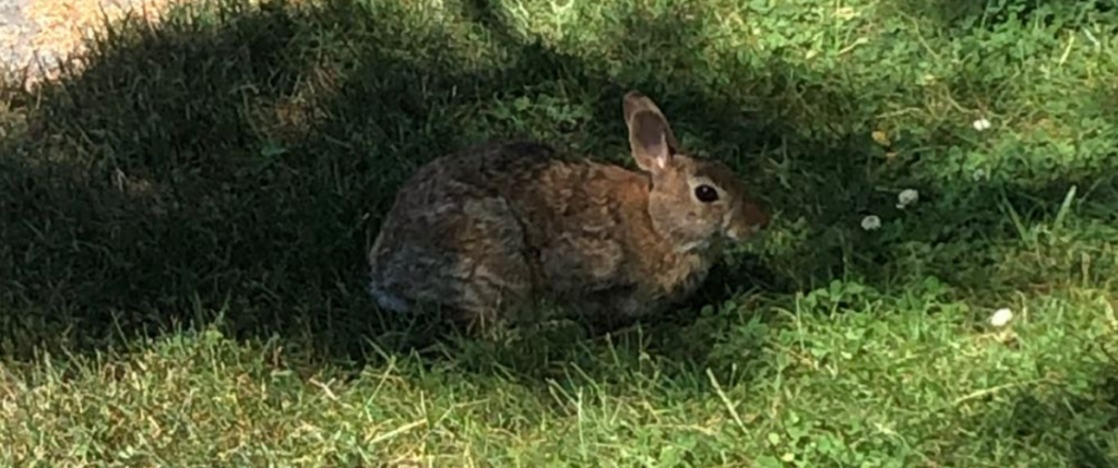 New England Cottontail by teameight · iNaturalist