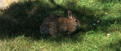 Sylvilagus transitionalis