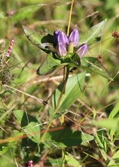Gentiana clausa