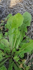 Cichorieae
