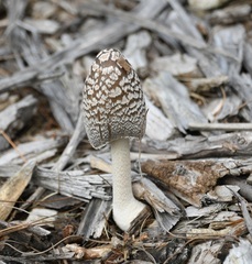 Coprinopsis picacea