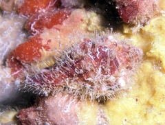 Monoplex intermedius