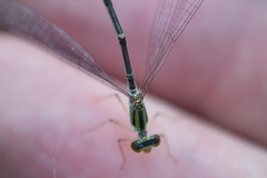 Enallagma vesperum