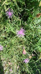Centaurea