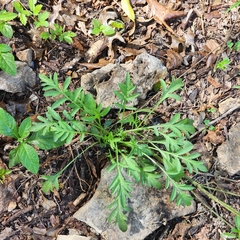 Cosmos sulphureus