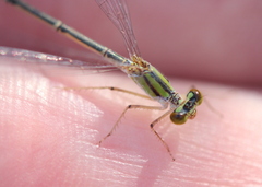 Enallagma vesperum
