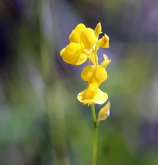 Utricularia juncea