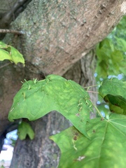 Vasates aceriscrumena