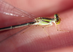 Enallagma vesperum