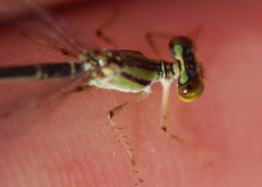 Enallagma vesperum