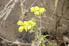 Oenothera elata