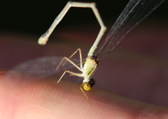 Enallagma vesperum