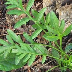 Cosmos sulphureus