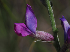 Oxytropis lambertii