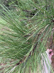 Pinus glabra