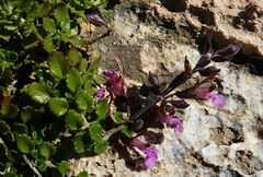 Teucrium divaricatum