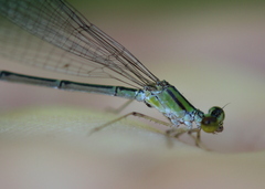 Enallagma vesperum