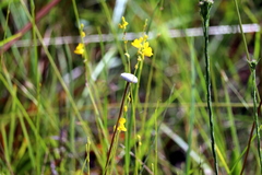 Utricularia juncea