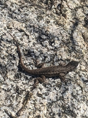 Sceloporus cowlesi