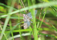 Parapoynx badiusalis