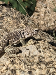 Crotaphytus collaris