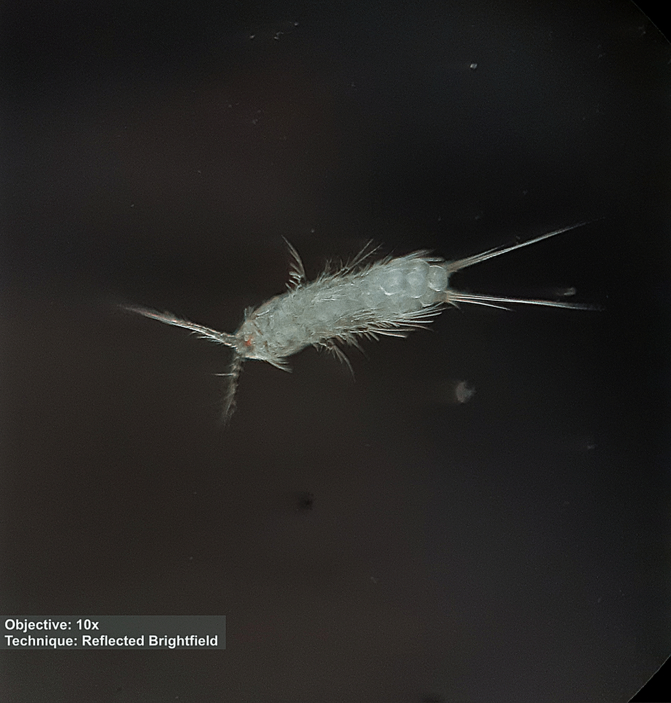 Ameiridae