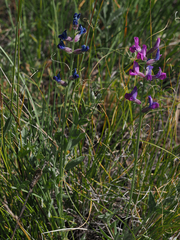 Oxytropis lambertii