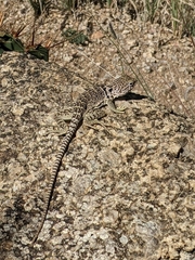 Crotaphytus collaris