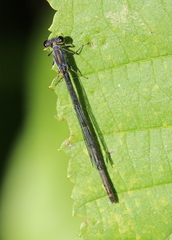 Ischnura posita