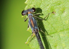 Ischnura posita