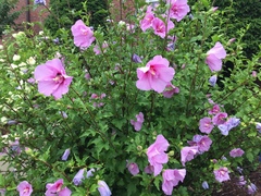 Hibiscus syriacus
