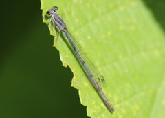 Ischnura posita