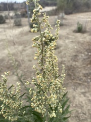 Artemisia douglasiana