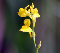 Utricularia juncea