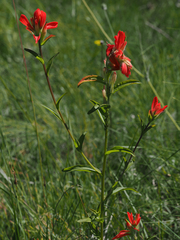 Castilleja nelsonii