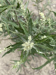 Artemisia douglasiana