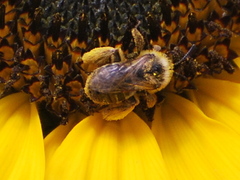 Eucerini