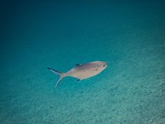 Trachinotus ovatus