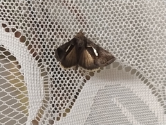 Macdunnoughia confusa