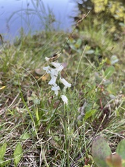 Spiranthes cernua