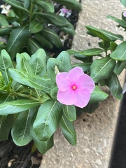Catharanthus