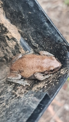 Litoria rubella