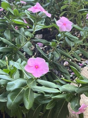 Catharanthus