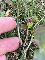 Spiranthes cernua