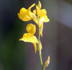 Utricularia juncea