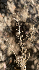 Lepidium lasiocarpum